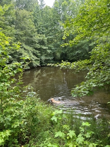 25-Acre Hunting Property Bordering State, Perry County - image 14