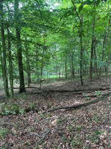 25-Acre Hunting Property Bordering State, Perry County - image 15