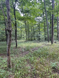 25-Acre Hunting Property Bordering State, Perry County - image 13