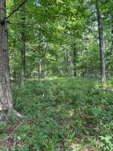 25-Acre Hunting Property Bordering State, Perry County - image 11