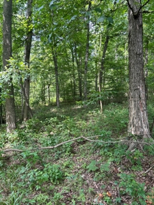 25-Acre Hunting Property Bordering State, Perry County - image 10