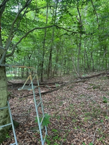 25-Acre Hunting Property Bordering State, Perry County - image 23