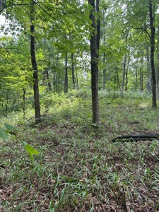 25-Acre Hunting Property Bordering State, Perry County - image 28