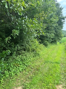 25-Acre Hunting Property Bordering State, Perry County - image 21