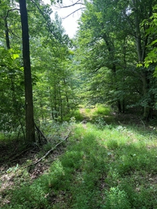 25-Acre Hunting Property Bordering State, Perry County - image 12