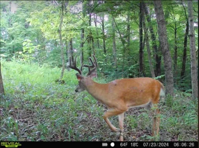25-Acre Hunting Property Bordering State, Perry County - image 29