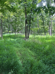 25-Acre Hunting Property Bordering State, Perry County - image 17
