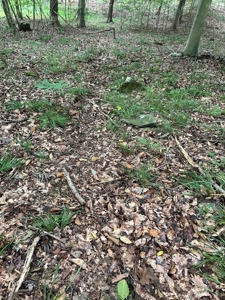 25-Acre Hunting Property Bordering State, Perry County - image 26