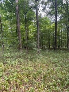 25-Acre Hunting Property Bordering State, Perry County - image 27