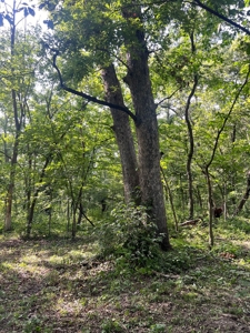 Wapello County, IA Land For Sale! - image 7