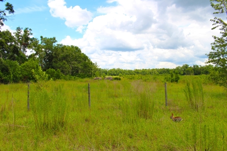 Beautiful Country Home in North Florida with Outdoor Space! - image 14