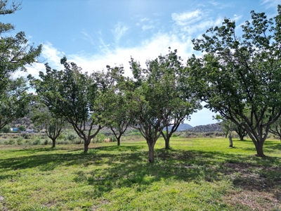 Colorado Mountain Vineyard Home and Horse Property For Sale - image 12