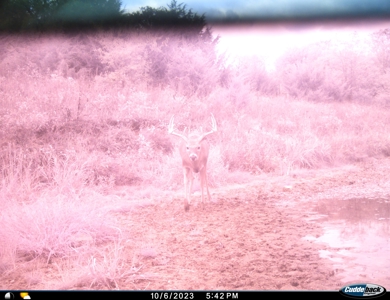 Prime Hunting and Recreational Tract w/ Building Sites - image 32