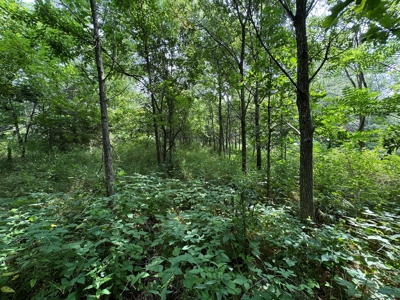 Prime Hunting and Recreational Tract w/ Building Sites - image 39