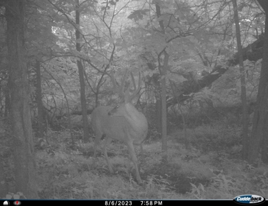 Prime Hunting and Recreational Tract w/ Building Sites - image 31