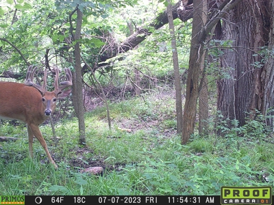 Prime Hunting and Recreational Tract w/ Building Sites - image 30