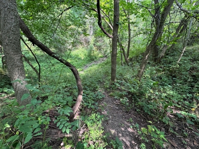 Prime Hunting and Recreational Tract w/ Building Sites - image 37