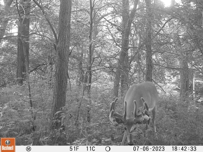Prime Hunting and Recreational Tract w/ Building Sites - image 29