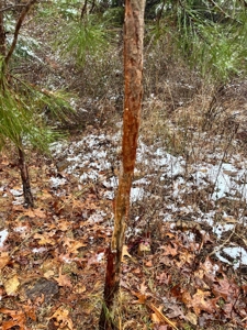 Land Bordering Ozark National Forest For Sale Newton Co, Ar - image 17