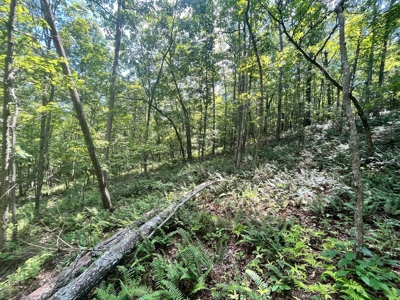 Land Bordering Ozark National Forest For Sale Newton Co, Ar - image 22
