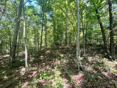Land Bordering Ozark National Forest For Sale Newton Co, Ar - image 18
