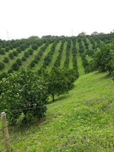 Beautiful Farm for Sale in Montenegro, Quindío - image 8