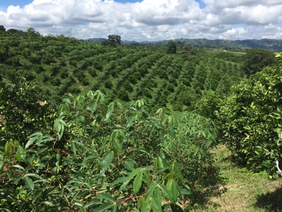 Beautiful Farm for Sale in Montenegro, Quindío - image 1