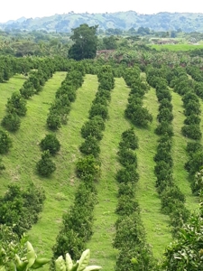 Beautiful Farm for Sale in Montenegro, Quindío - image 6