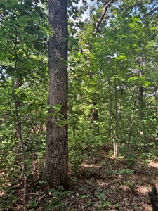 Country Home on 52 Acres in Benton County For Sale - image 33