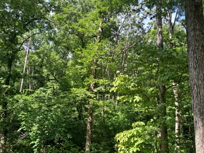 Country Home on 52 Acres in Benton County For Sale - image 36
