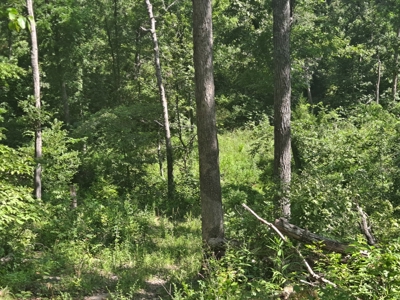Country Home on 52 Acres in Benton County For Sale - image 29