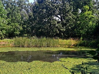 Country Home on 52 Acres in Benton County For Sale - image 45