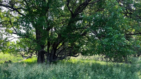 Osage County Kansas Pasture and Recreational Property - image 17