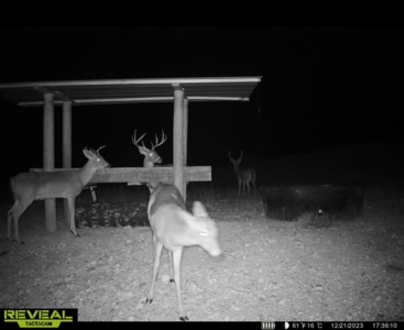 28 Acres For Sale in the Ozark Mountains - image 16
