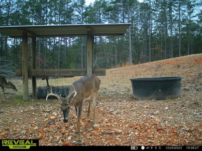 28 Acres For Sale in the Ozark Mountains - image 14