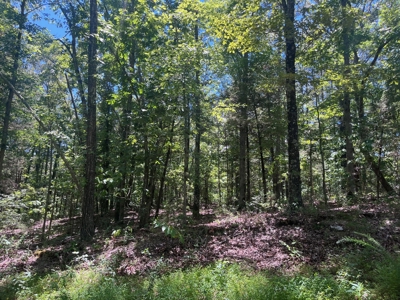 28 Acres For Sale in the Ozark Mountains - image 3