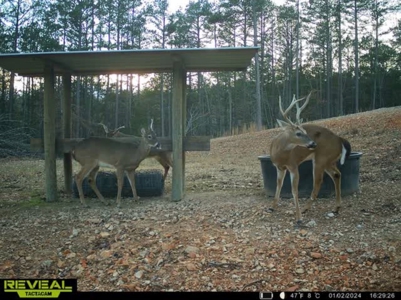 28 Acres For Sale in the Ozark Mountains - image 13