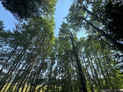 Land with Dry Cabin for Sale in Elk River, Idaho - image 12