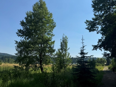 Land with Dry Cabin for Sale in Elk River, Idaho - image 8