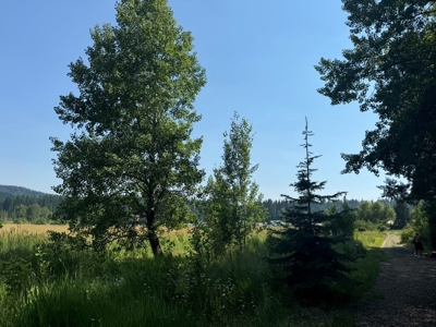 Land with Dry Cabin for Sale in Elk River, Idaho - image 7