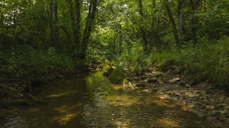 For Sale: Unrestricted Mountain Paradise in Hawkins County - image 45