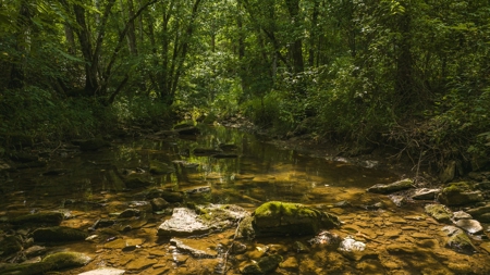 For Sale: Unrestricted Mountain Paradise in Hawkins County - image 44
