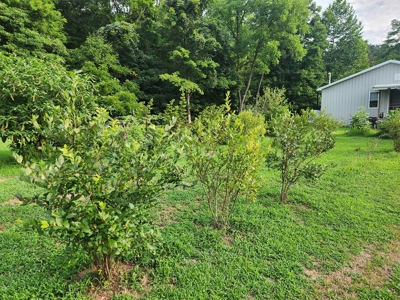 Central KY Off Grid Home-Sustainable Living-Orchard-Garden - image 16