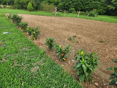 Central KY Off Grid Home-Sustainable Living-Orchard-Garden - image 8