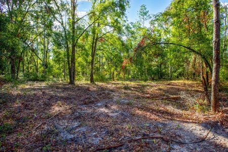 Country Home And Land For Sale In Live Oak, Florida - image 15