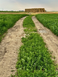 265 acres of irrigated hay ground, 2 feedlots & gravel pit - image 29
