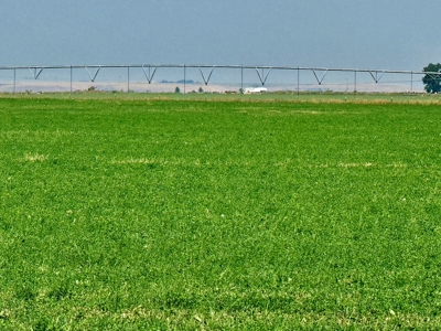 265 acres of irrigated hay ground, 2 feedlots & gravel pit - image 2