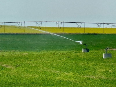 265 acres of irrigated hay ground, 2 feedlots & gravel pit - image 6