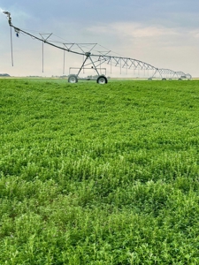 265 acres of irrigated hay ground, 2 feedlots & gravel pit - image 26