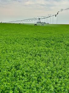 265 acres of irrigated hay ground, 2 feedlots & gravel pit - image 31